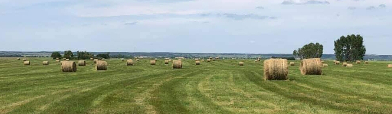 Hay bales in field.