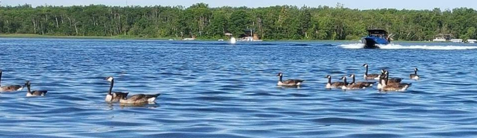 Geese and boat.