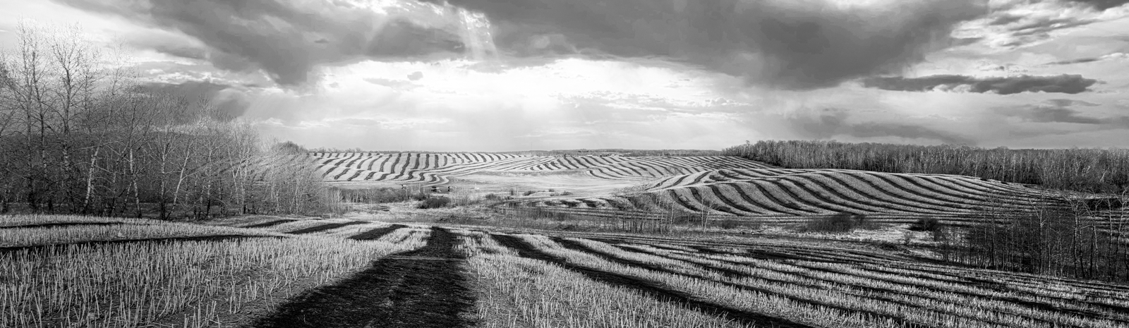 Black and white image of harvested wheat field