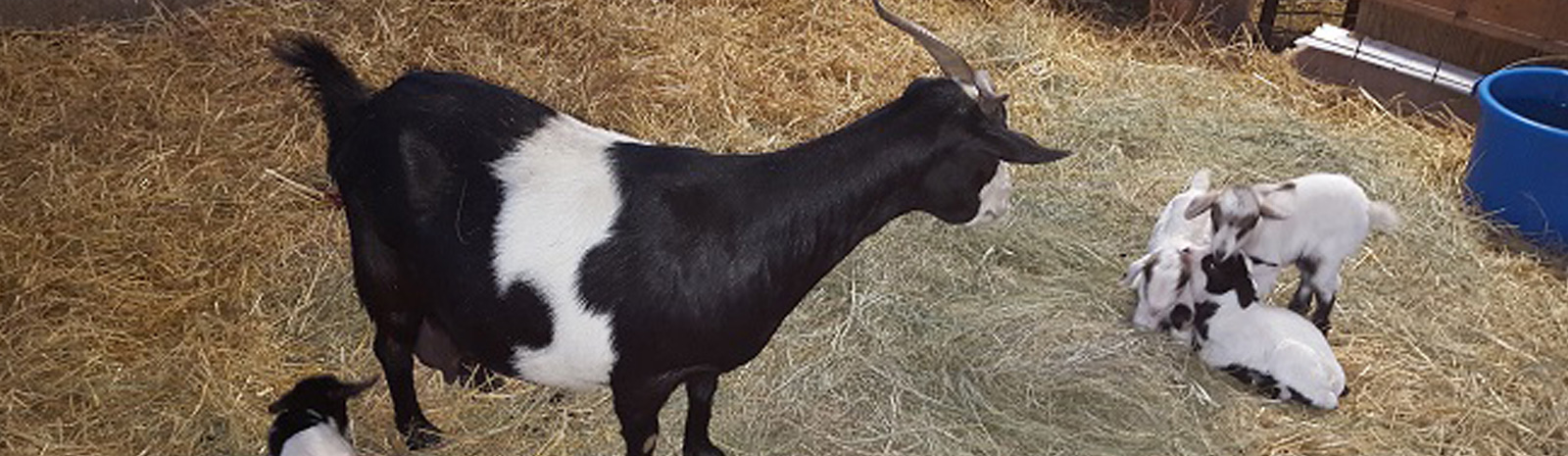 Picture of black and white goat with kids.