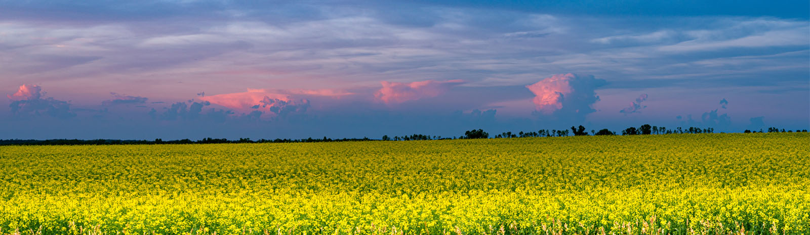 Canola filed in bloom