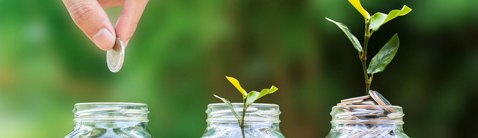 Plants and coins in jars.