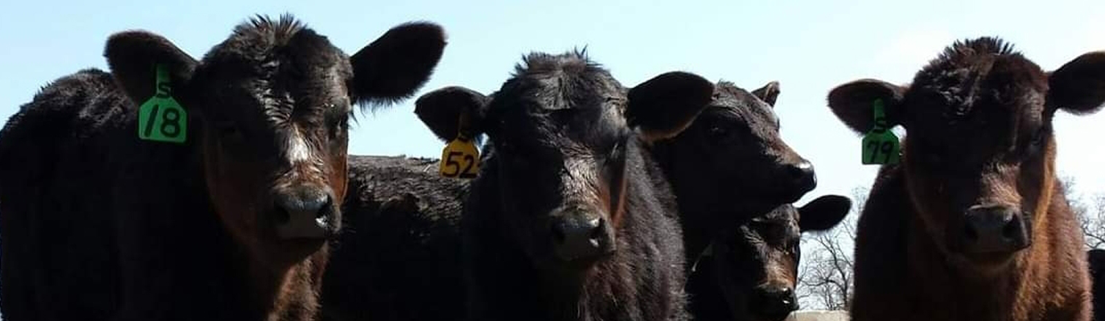 Close up photo of calves.