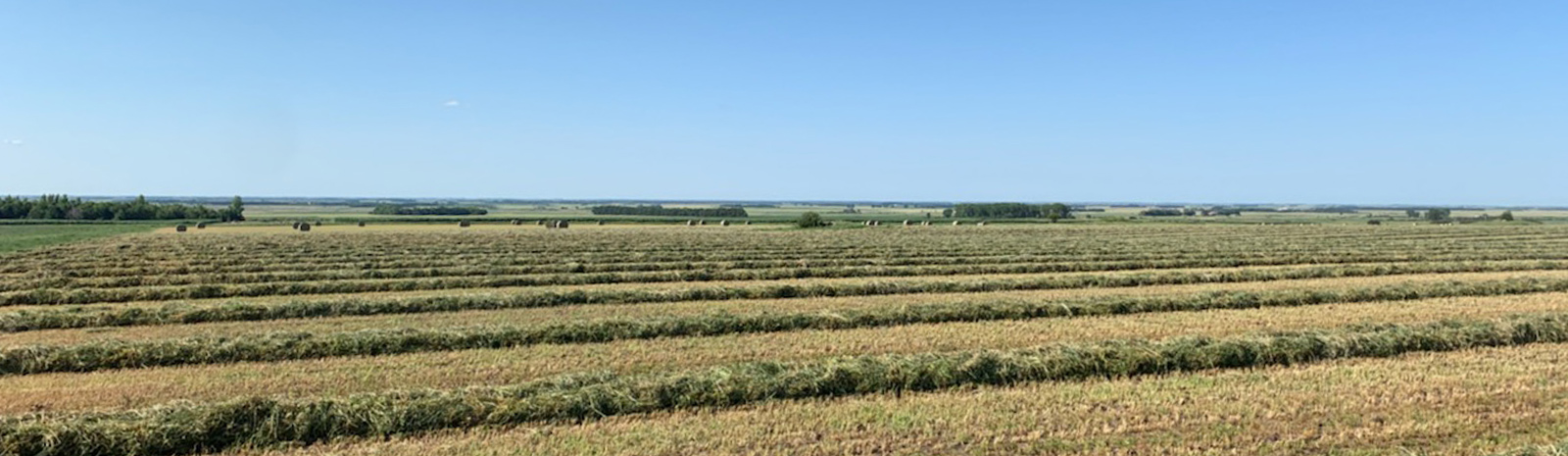 Swaths of hay in field.